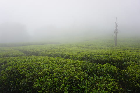 india, coimbatore, ooty, fog, plant, landscape, beauty in nature HD wallpaper