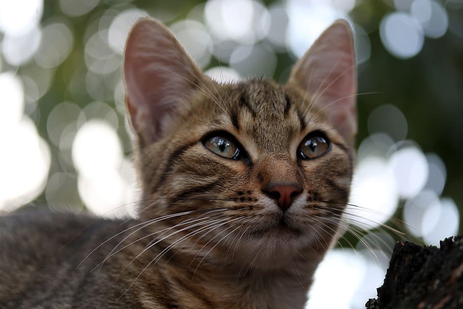 cat, small, cute, tree, climbing, animal themes, one animal HD wallpaper