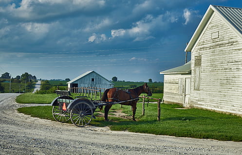 Man Is Walking His Horse And Cart Through A Long Background, Amish Man  Picture, Amish, Pennsylvania Background Image And Wallpaper for Free  Download