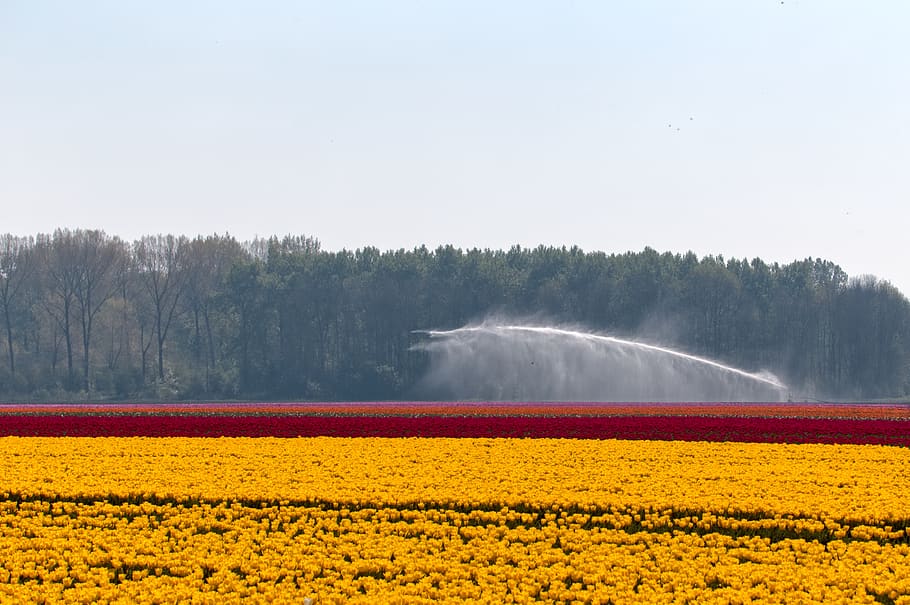 bulb fields, tulips, netherlands, holland, spring, flowers HD wallpaper