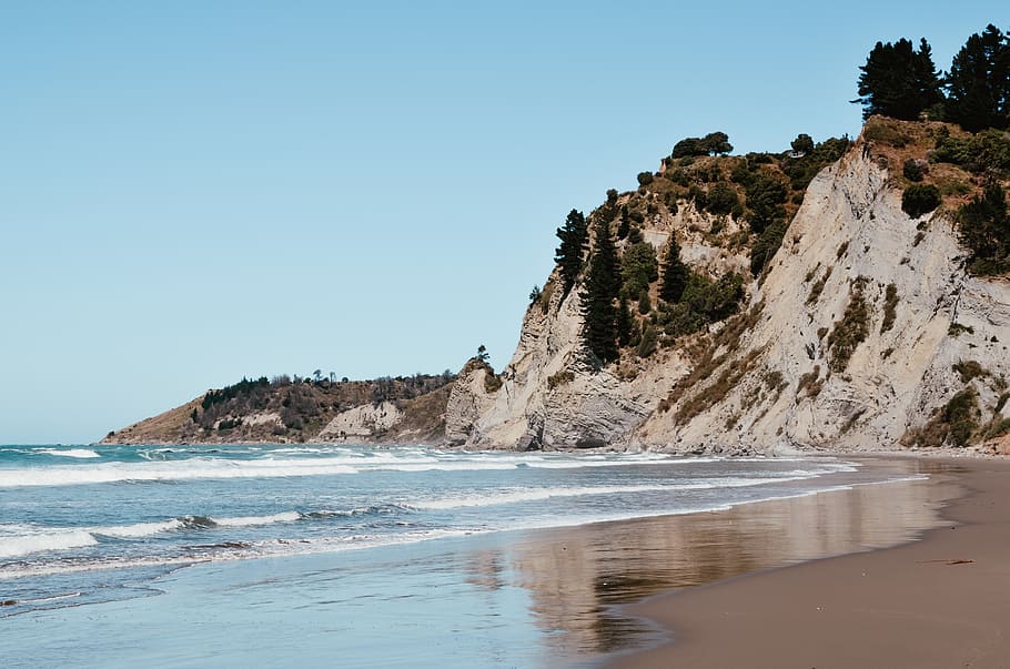 seashore and trees, new zealand, water, beach, ocean, nature HD wallpaper