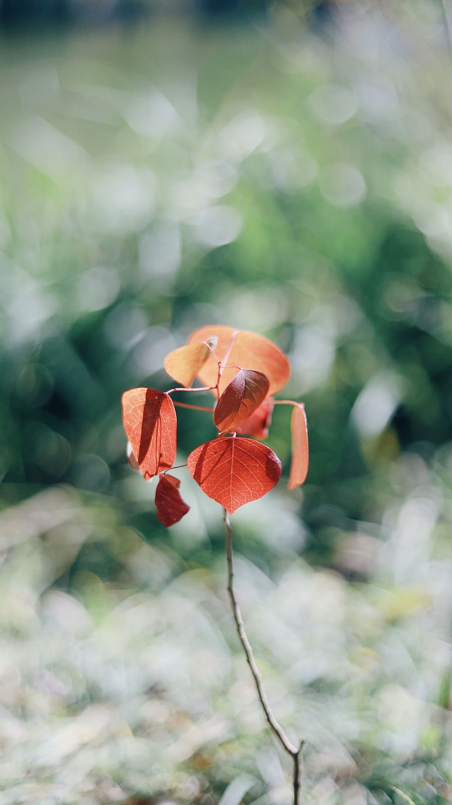 brown leaf plant, blossom, geranium, flower, flora, flax, cosmos HD wallpaper