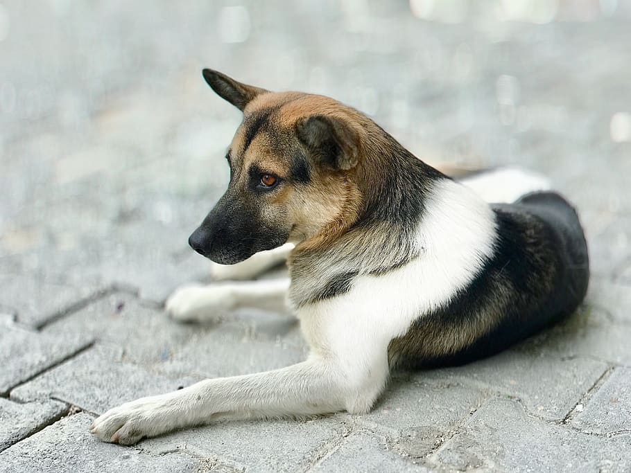 dog, wolf, animal, creature, friend, mammals, one animal, canine HD wallpaper