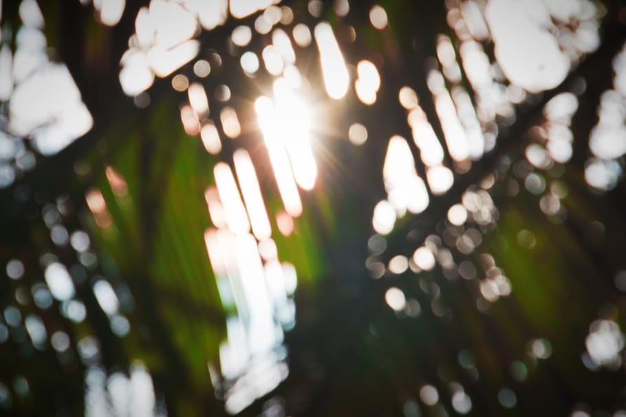 sun, tree, plant, no people, lens flare, growth, illuminated HD wallpaper