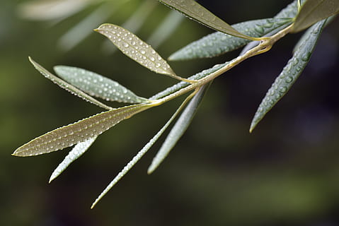 olive leaf, mediterranean, green, plant, olive branch, close up HD wallpaper