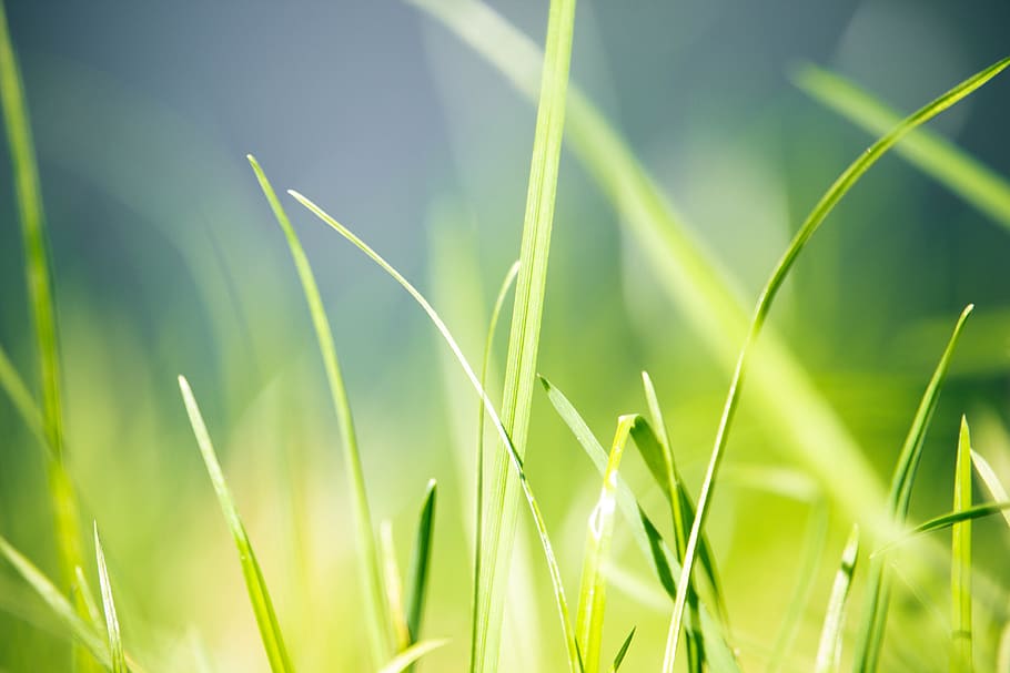 green, grass, nature, environment, trees, summer, texture, pattern HD wallpaper