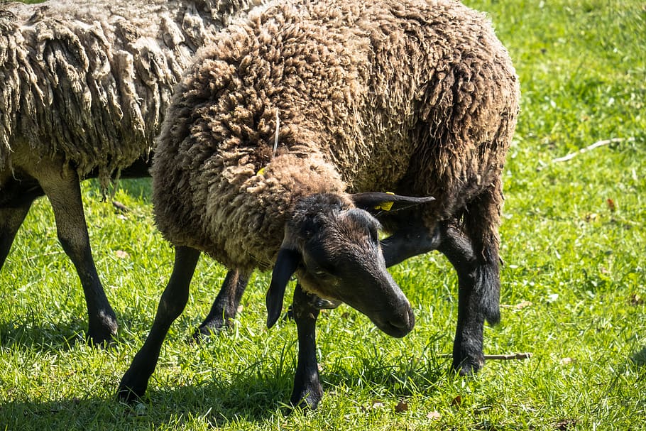 sheep, itching, scratch, meadow, pasture, farm, agriculture HD wallpaper