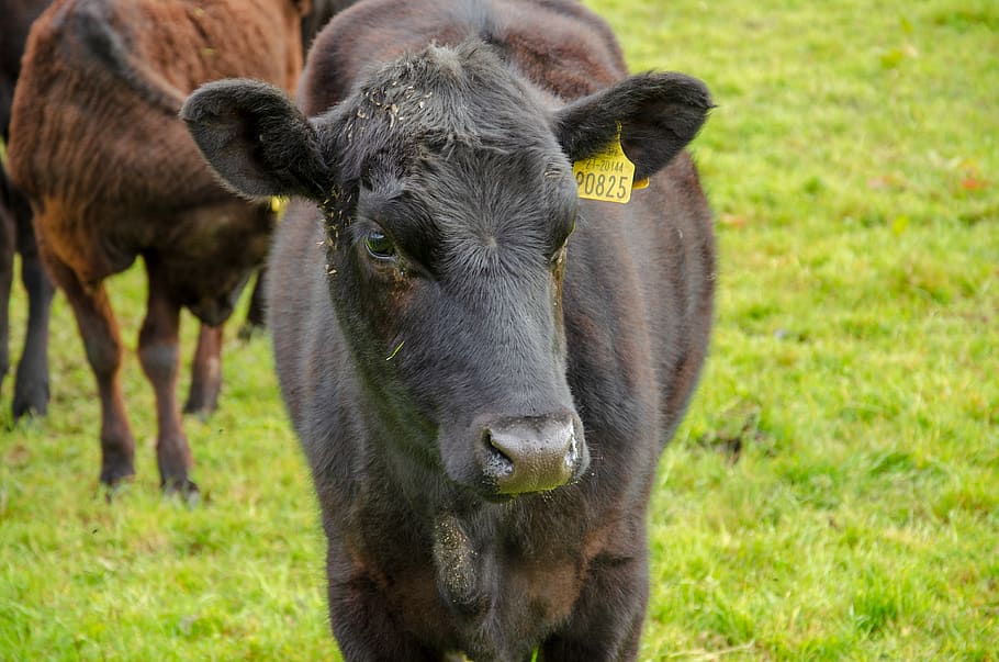 ireland, county cork, cow, field, grass, mammal, animal themes, HD wallpaper