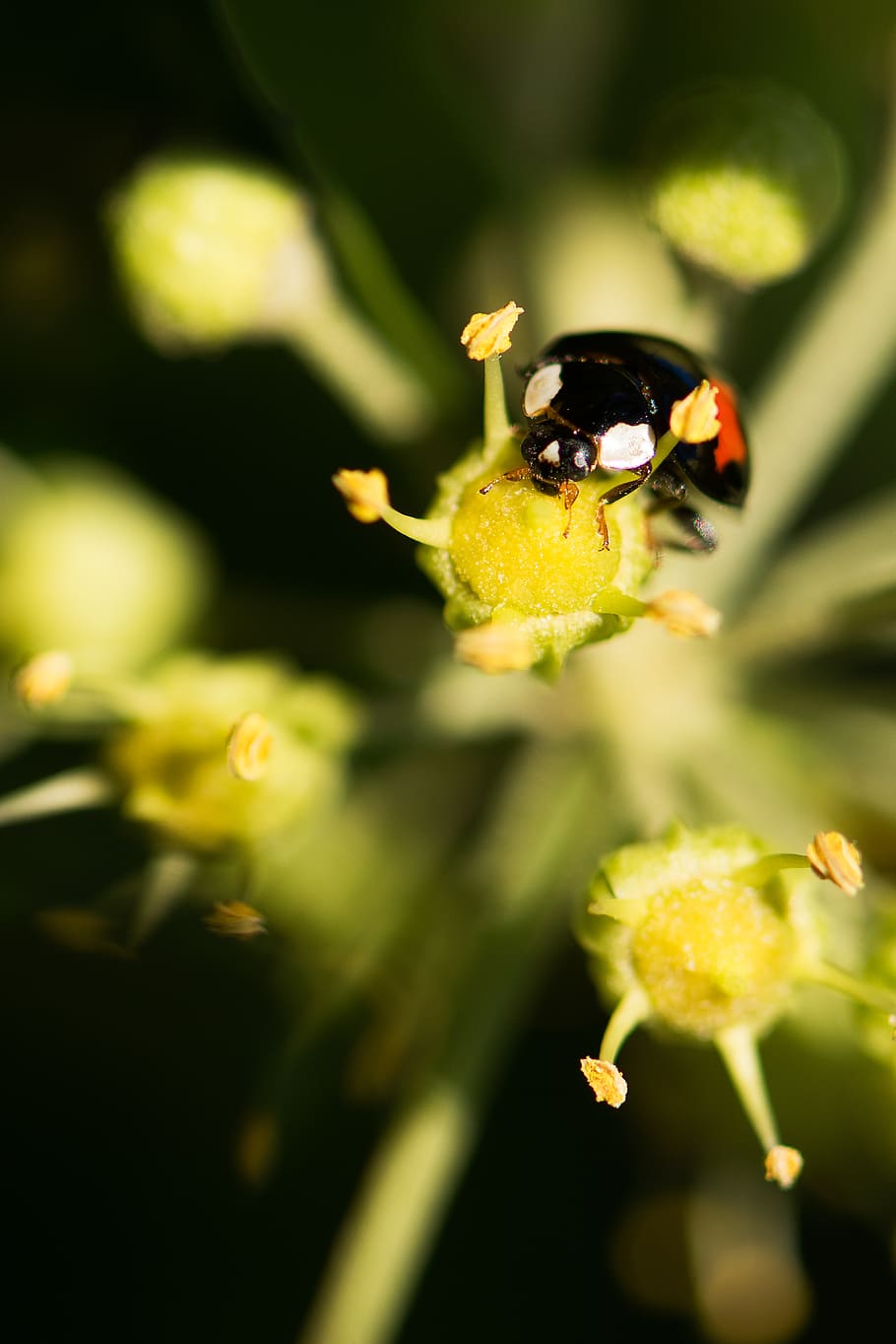 ladybug, nature, macro, autumn, invertebrate, insect, flower HD wallpaper