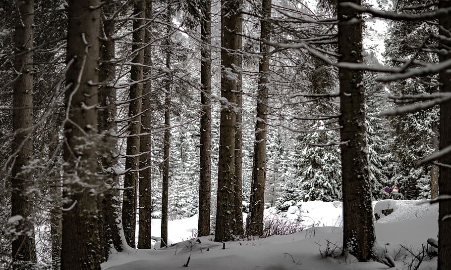 forest, tree, snow, focus, winter, alone, cold temperature HD wallpaper