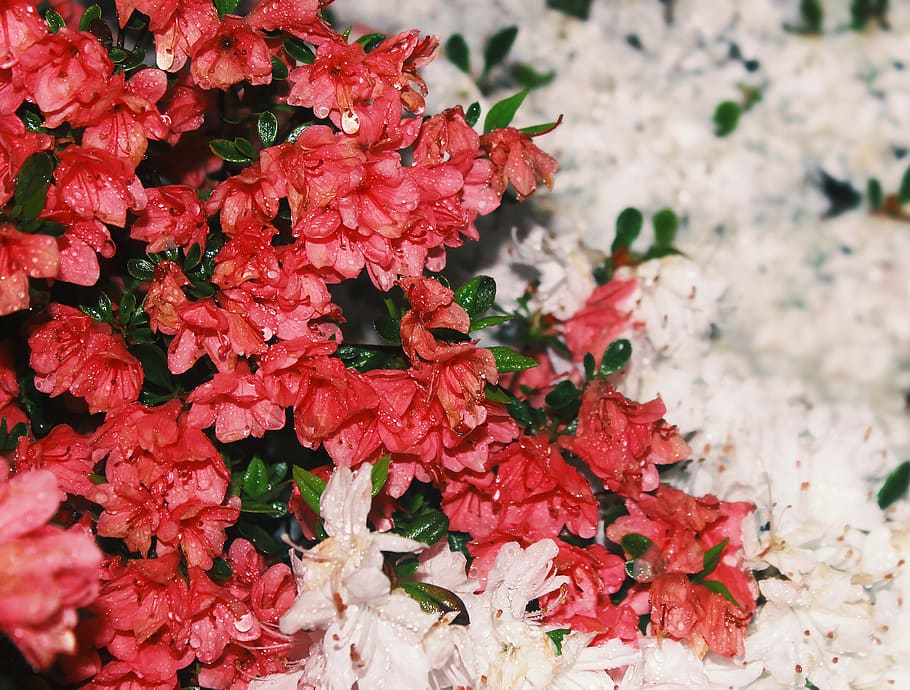 azalea, water, rain, drop, droplet, flower, flowers, nature HD wallpaper