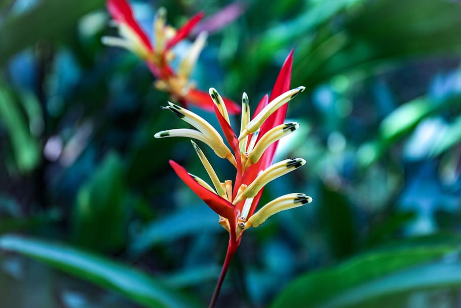 bird-of-paradise flower selective focus photographyt, plant, blossom, HD wallpaper