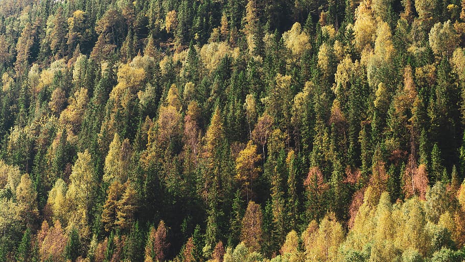 green trees, plant, conifer, fir, abies, pine, nesbyen, norway HD wallpaper