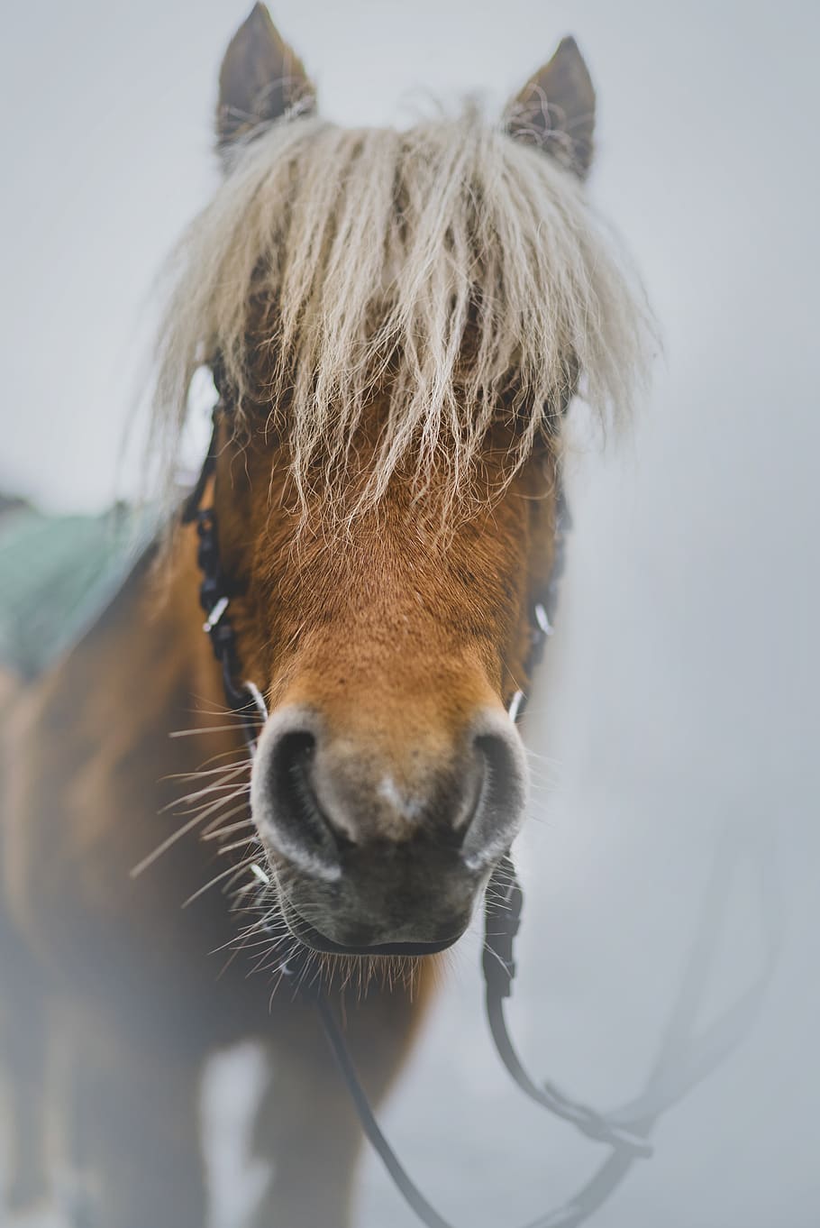 brown horse, animal, mammal, colt horse, nature, wildlife, foal HD wallpaper