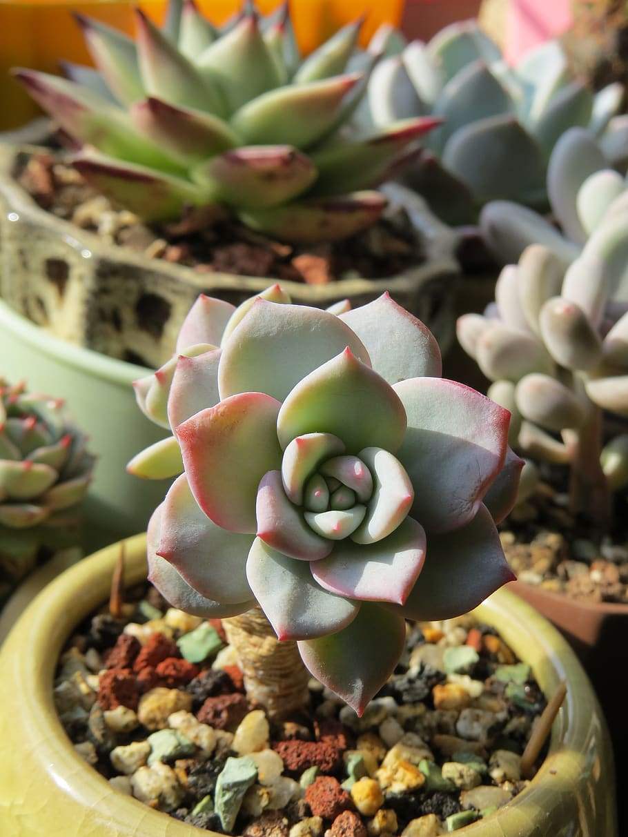 Succulent plants, growth, freshness, close-up, no people, day HD wallpaper