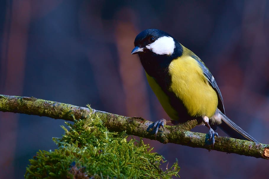 titmouse, bird, forest, yellow, moss, fly, animal themes, vertebrate HD wallpaper