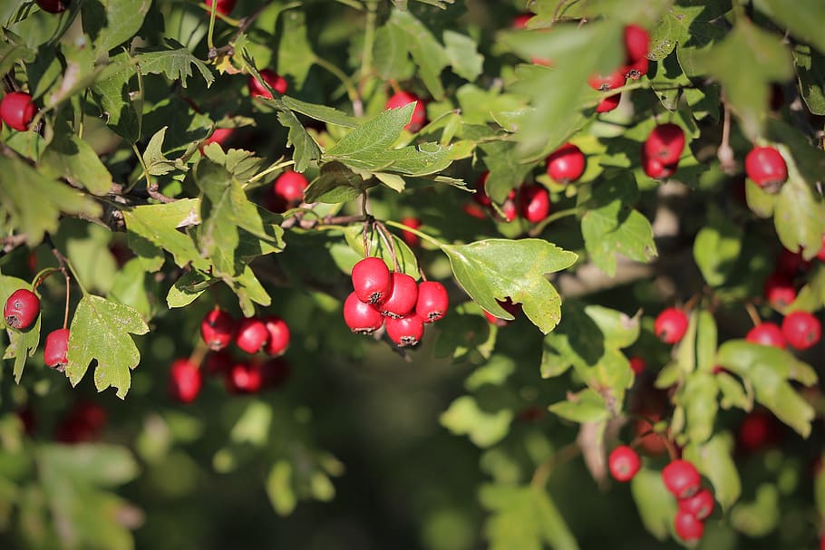 hawthorn, berries, tree, red, green, leaves, autumn, nature HD wallpaper