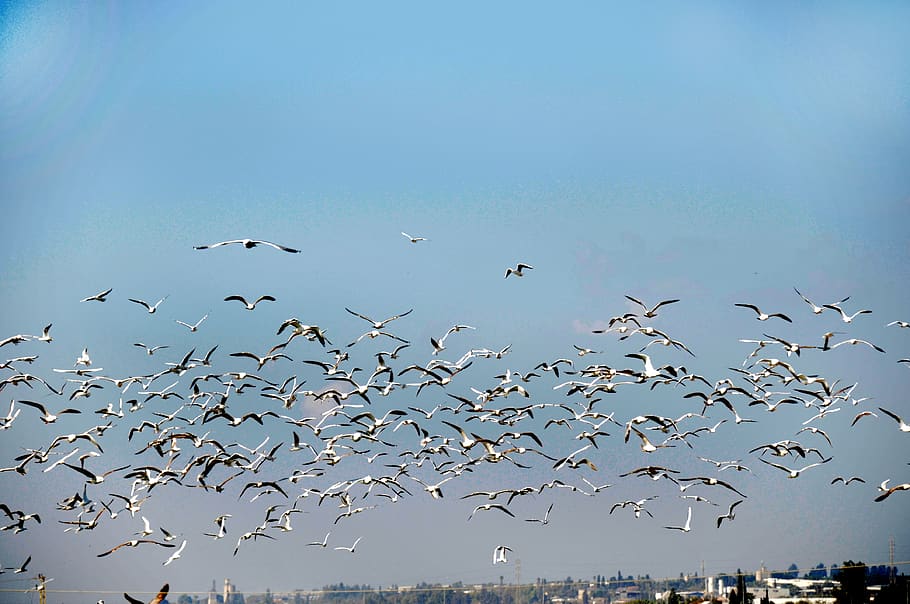 israel, vertebrate, animal wildlife, flying, bird, animals in the wild HD wallpaper