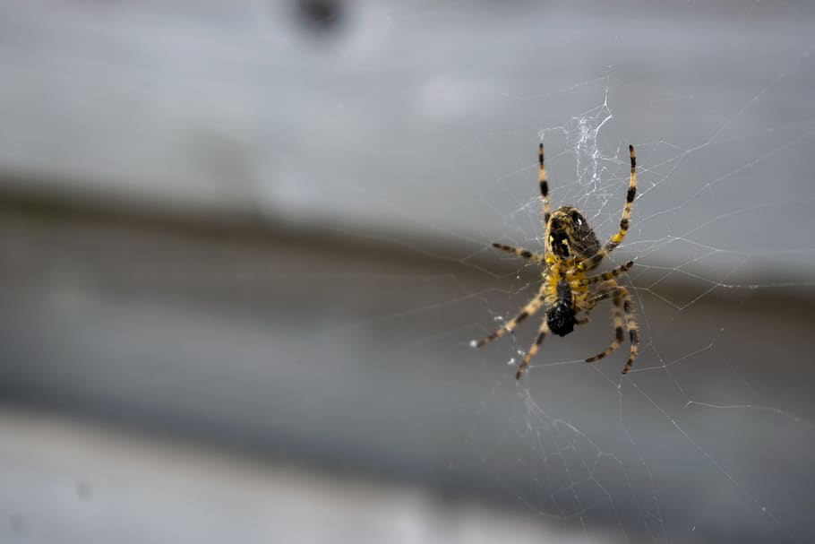 belgium, oudenaarde, eine, arachnid, spider, invertebrate, arthropod HD wallpaper