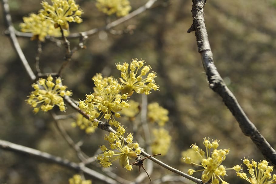 cornus, flowers, yellow, spring flowers, garden, flowering HD wallpaper