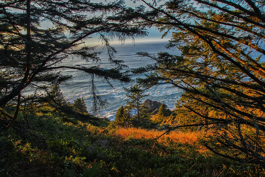 beach, tree, trees, forest, field, rock, coast, ocean, sea HD wallpaper