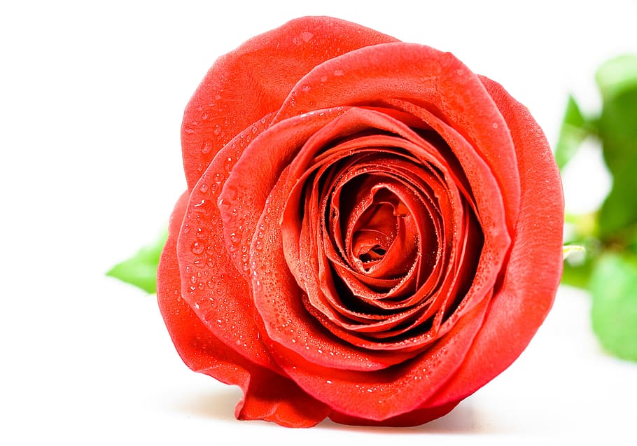 red, romance, romantic, rosa, rose, flower, fresh, garden, gift HD wallpaper