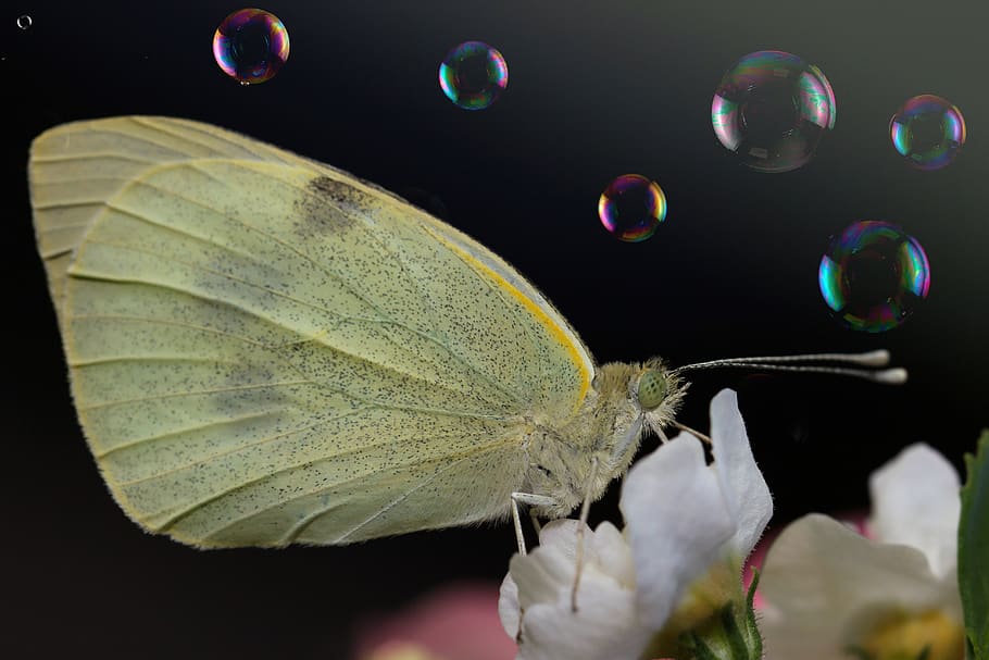 butterfly, flower, macro, insect, nature, close up, animal HD wallpaper