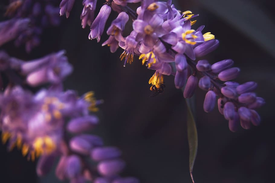 bee, plants, flowering plant, animals in the wild, animal themes HD wallpaper