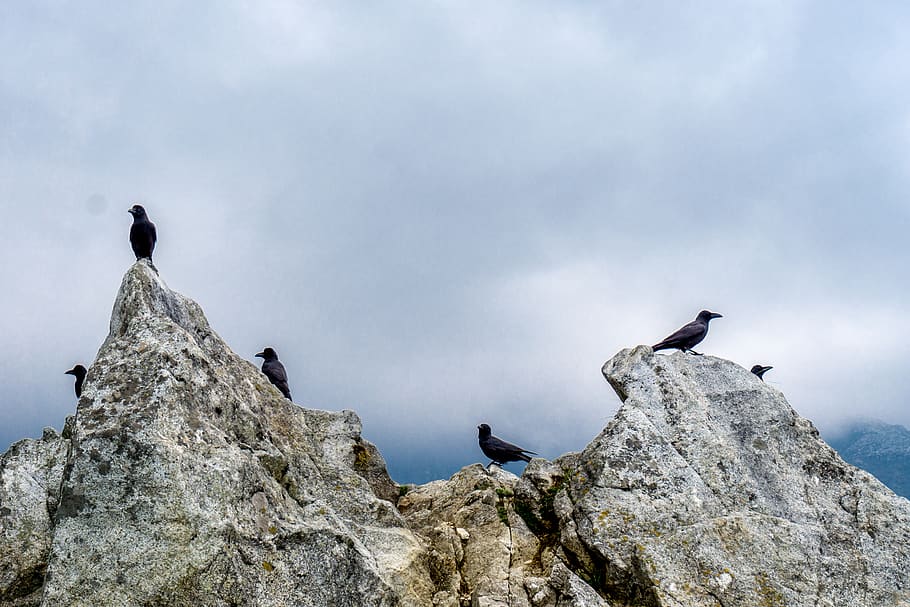 Crow mountains. Гора ворон Ялта. Птицы гор. Горы вороны. Ворона в горах.