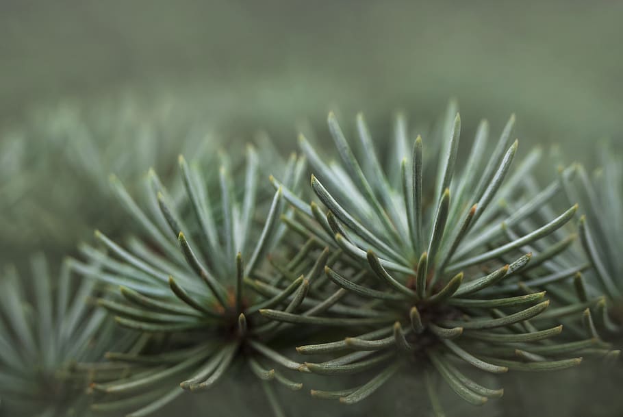 pine, green, nature, forest, wood, evergreen, conifer, branch HD wallpaper