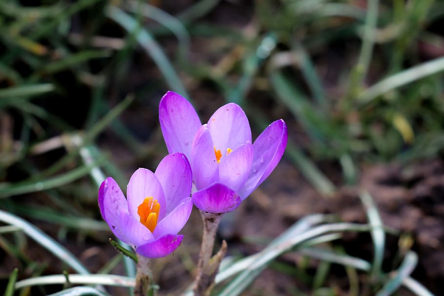 crocus, purple, spring, spring flower, nature, violet, frühlingsanfang HD wallpaper