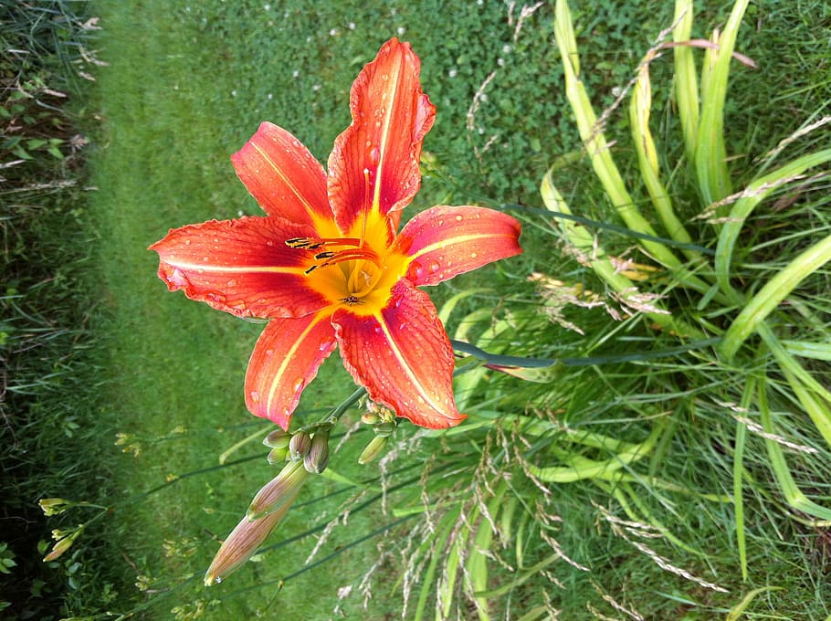 plant, flower, blossom, lily, united states, 5280 sullivan rd, HD wallpaper