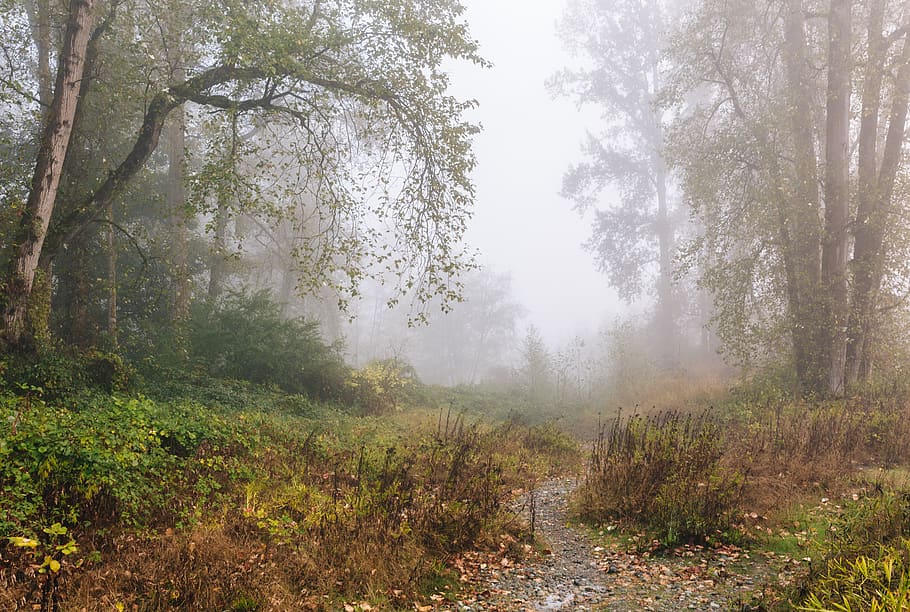 foggy forest, tree, plant, tranquility, beauty in nature, land HD wallpaper