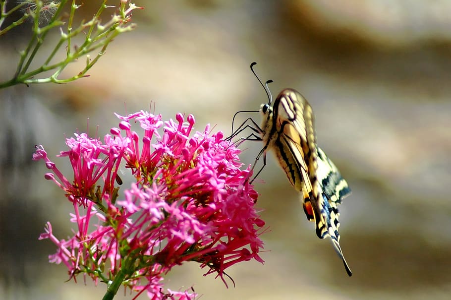 butterfly, spring, flower, dovetail, france, invertebrate, insect HD wallpaper