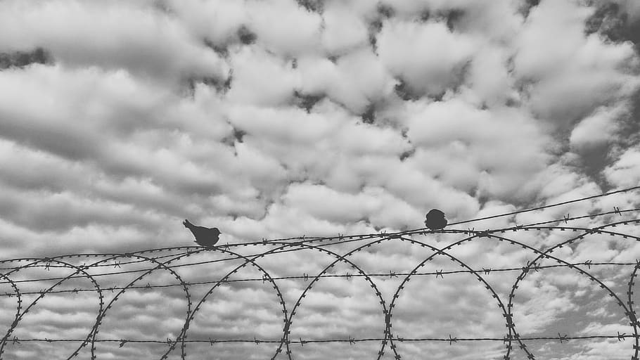 bird, cloud, blackandwhite, safety, protection, cloud - sky HD wallpaper