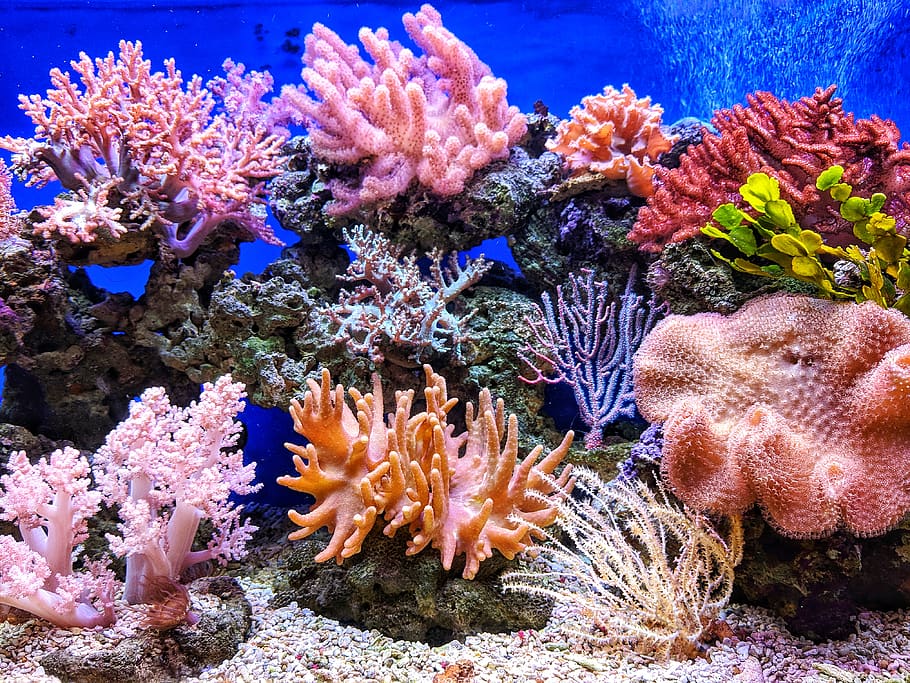 live corals, nature, water, outdoors, animal, sea life, reef