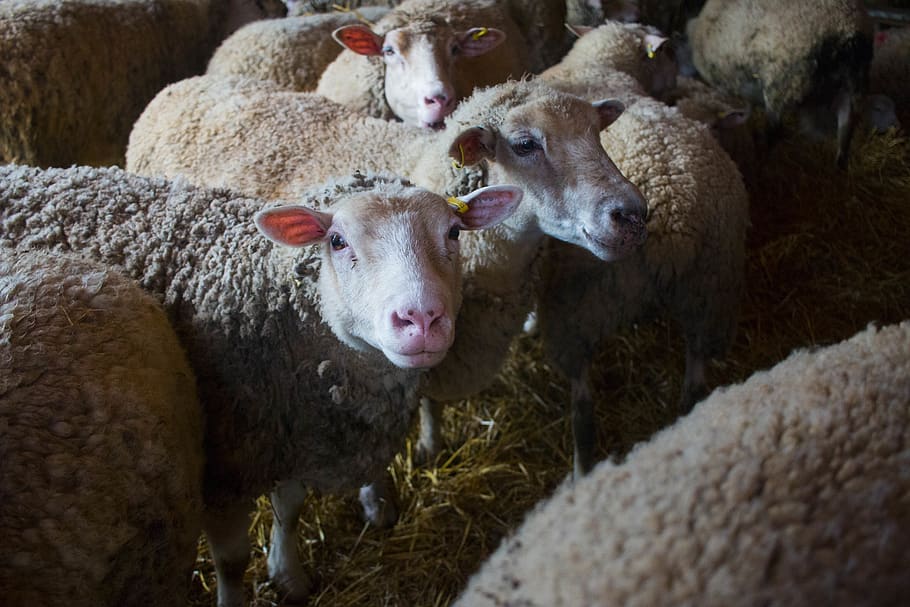 sheep, lamb, tag, animals, livestock, mammal, group of animals HD wallpaper