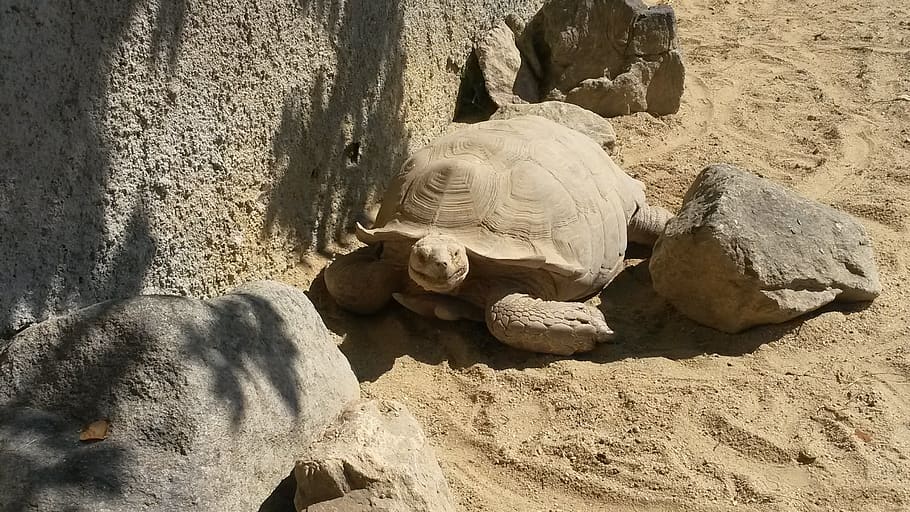 zoo, deep, turtle, land, sand, reptile, nature, day, sunlight HD wallpaper