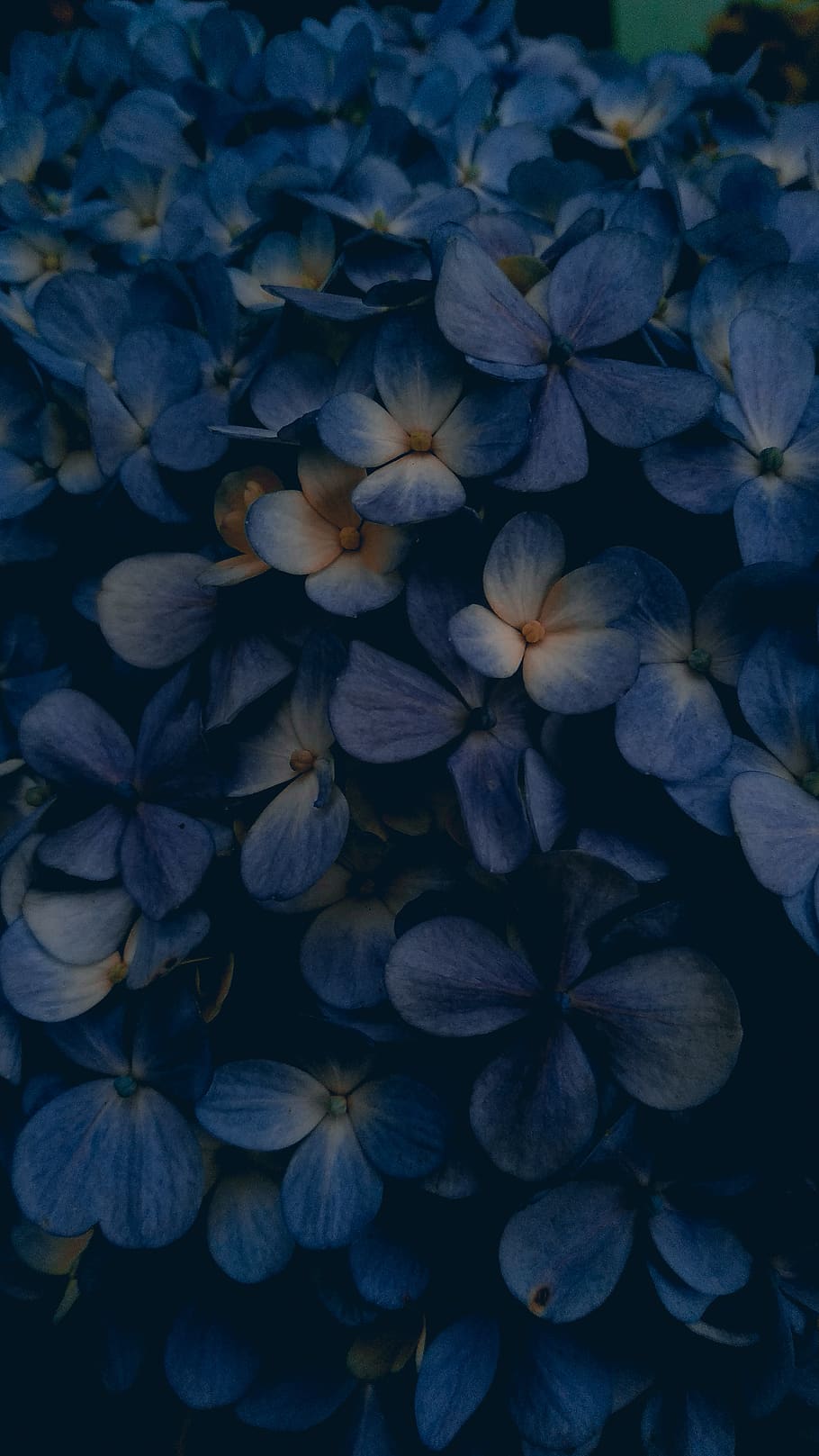 india, kerala, flower, plant, freshness, beauty in nature, flowering plant HD wallpaper