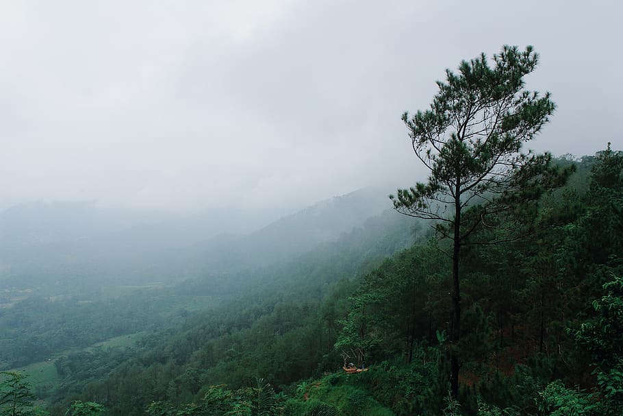 indonesia, tembong, tree, fog, plant, beauty in nature, scenics - nature HD wallpaper