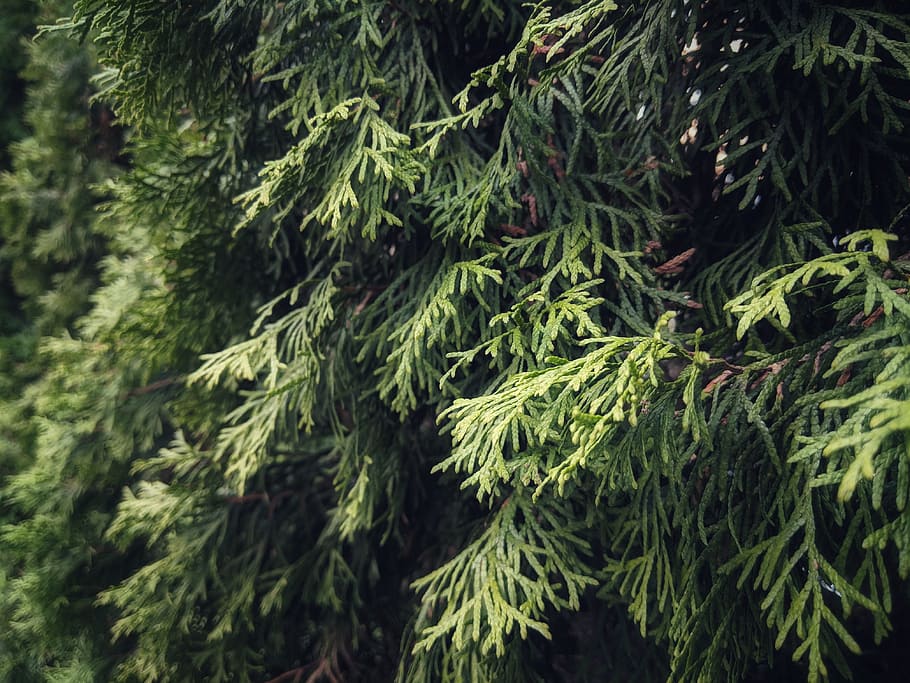 Green Pine Tree, branch, environment, evergreen, growth, green color HD wallpaper