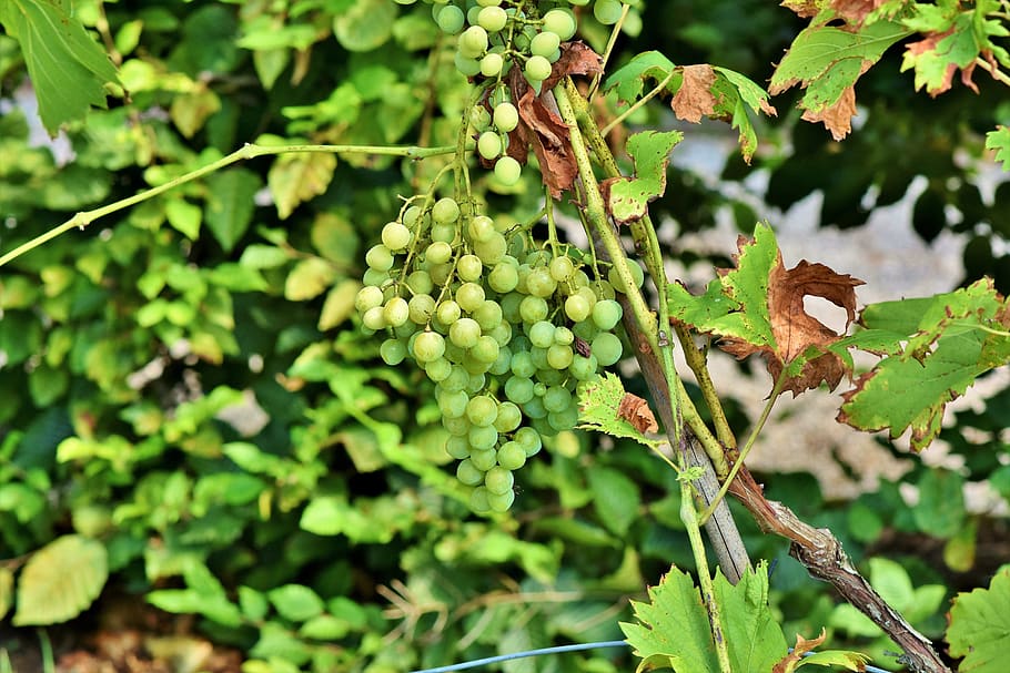 grapes, vine, fruit, winegrowing, grapevine, green, rebstock HD wallpaper