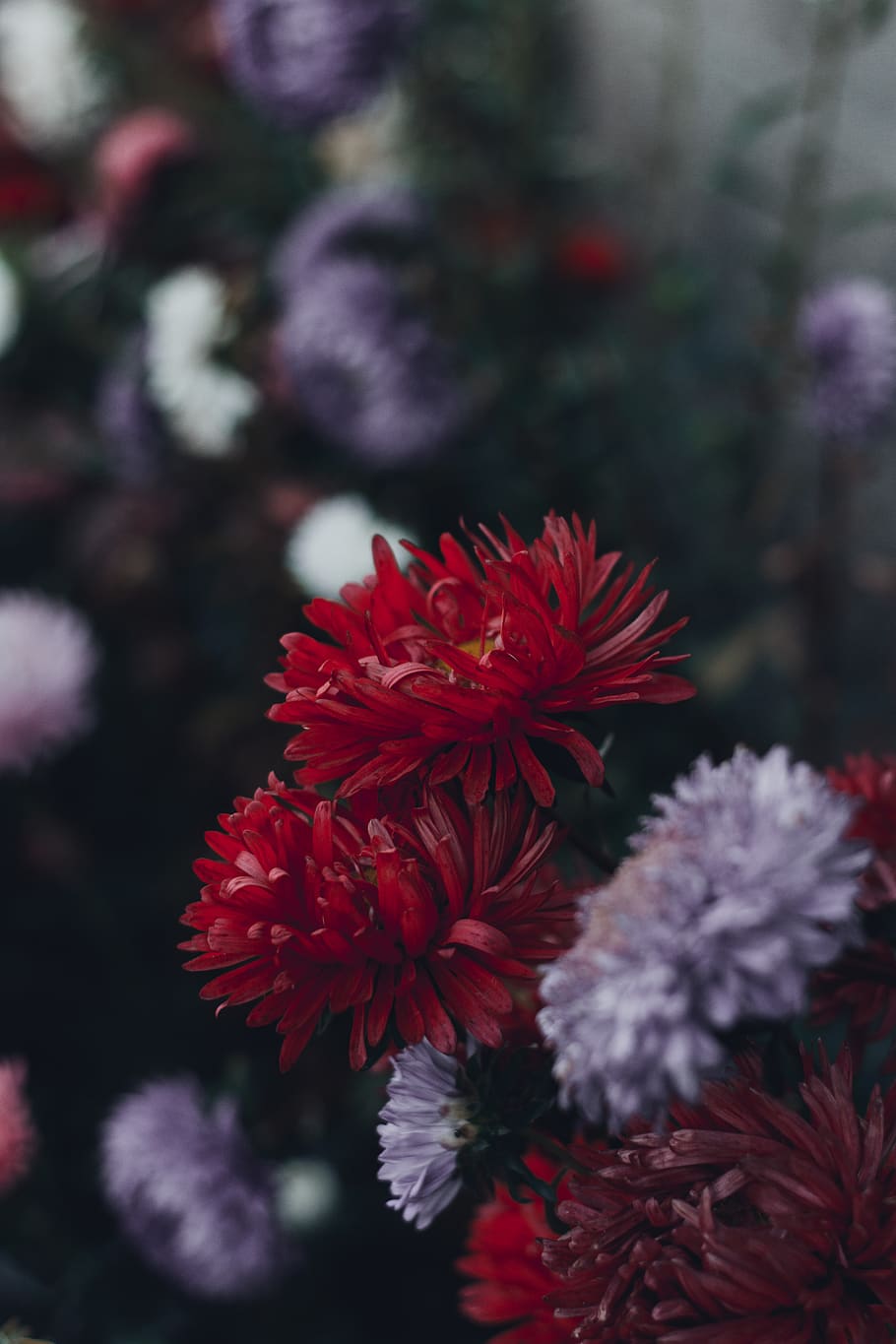 Macro Photo Of Flowers, bloom, blossom, flora, petals, plant HD wallpaper
