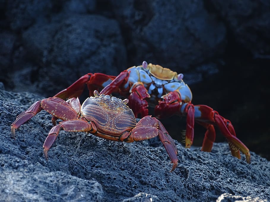 sally lightfoot crab, galapagos, shellfish, crustacean, animals in the wild, HD wallpaper