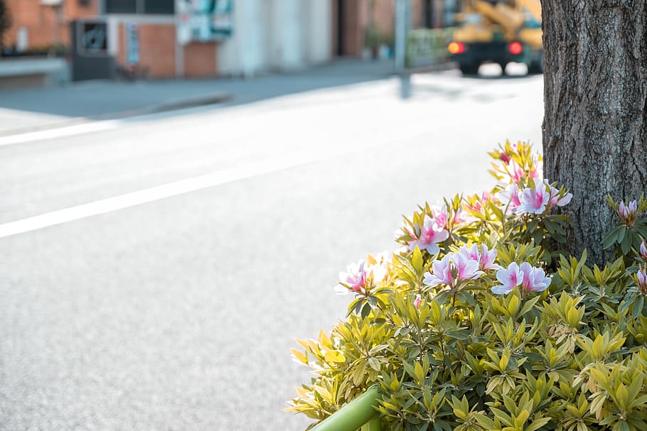 tokyo, street, flowering plant, fragility, freshness, city, HD wallpaper