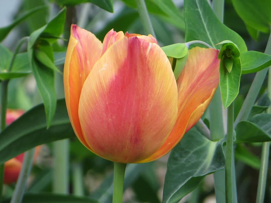 tulip, flower, spring, bloom, flowering plant, beauty in nature HD wallpaper