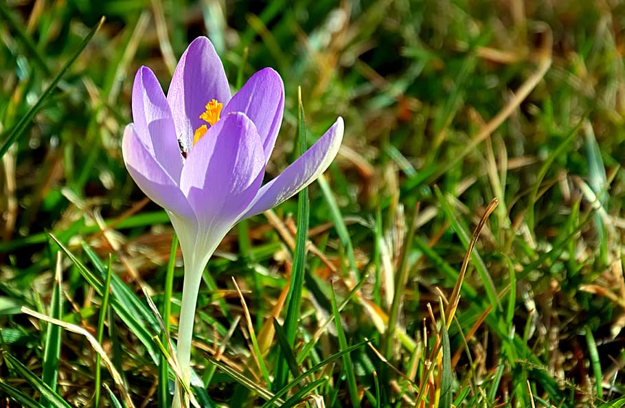 crocus, purple, spring, blossom, bloom, early bloomer, close up HD wallpaper