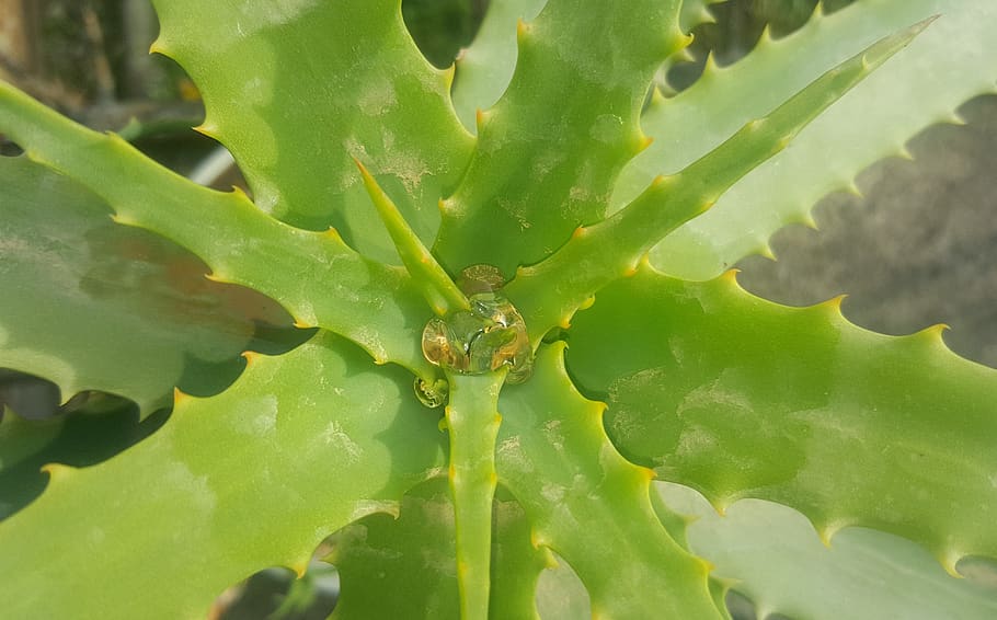 aloe, flower, green, green color, plant, growth, plant part HD wallpaper