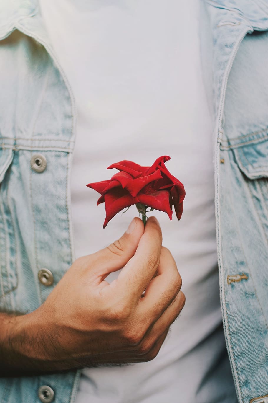 red rose, flower, hand, denim, fashion, style, nature, love, valentines HD wallpaper