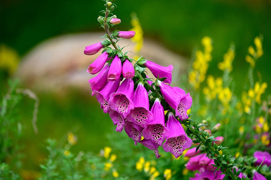 selective focus photography of purple-petaled flowers, plant, HD wallpaper